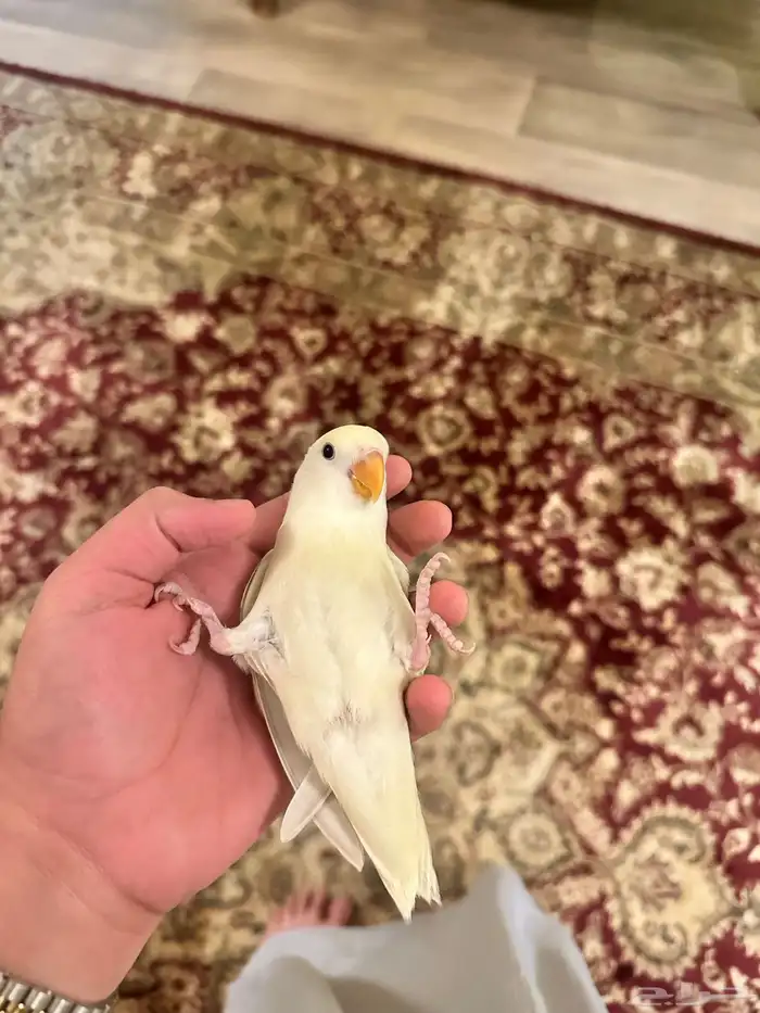 عرض لكم روز ليموني هدد داخلي نشبه اليف تم البيع 1