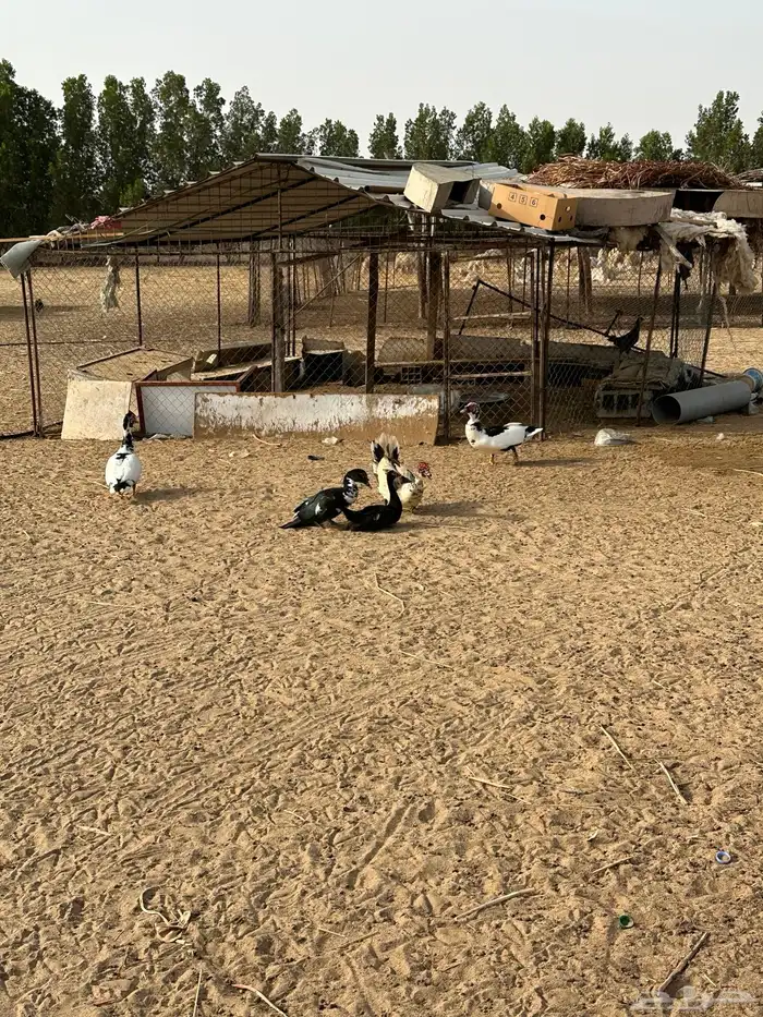 بط بلدي 1