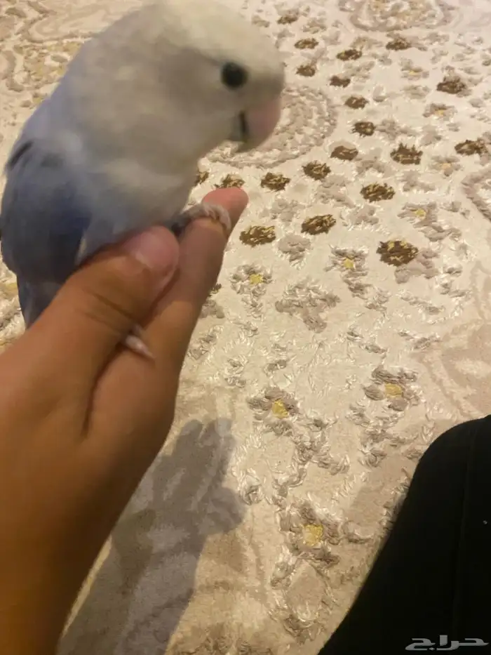 روز يرقص 2