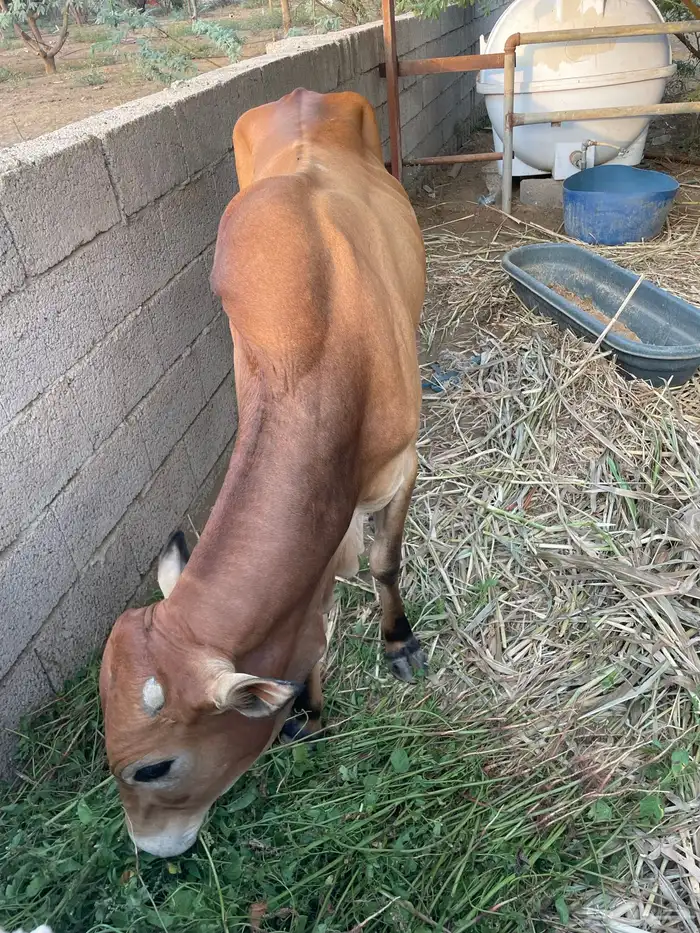 عجل للبيع 2
