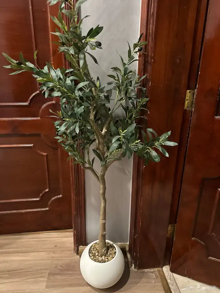 شجرة الزيتون صناعيه للبيع 1