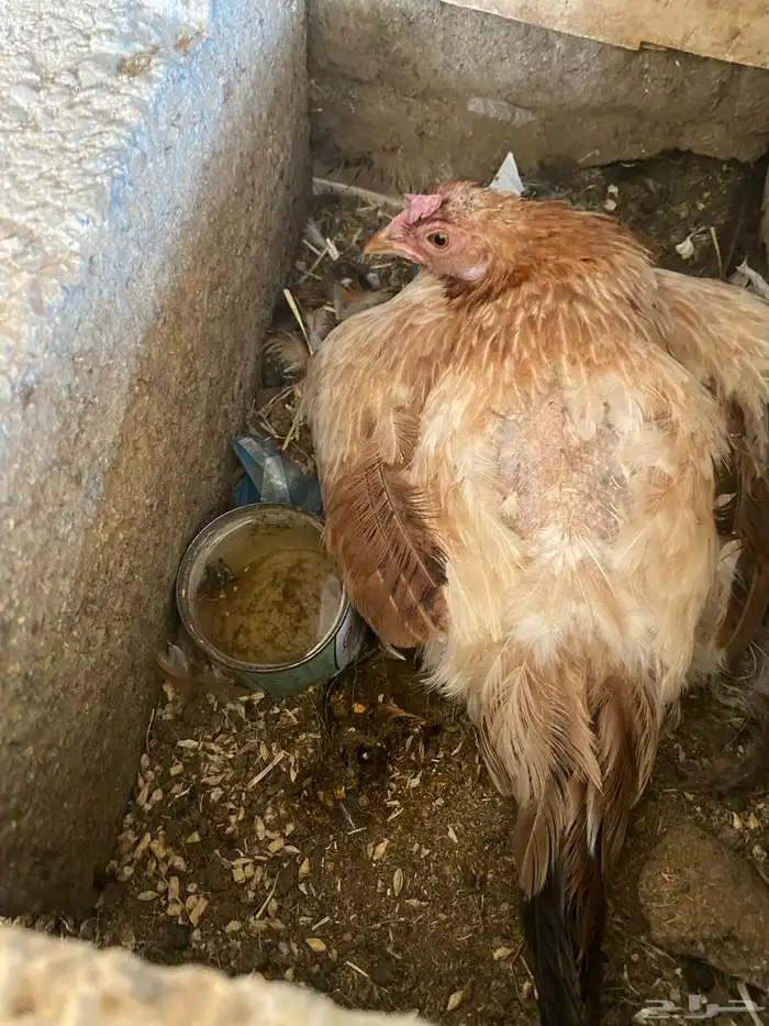 دجاج بلدي محضن 0