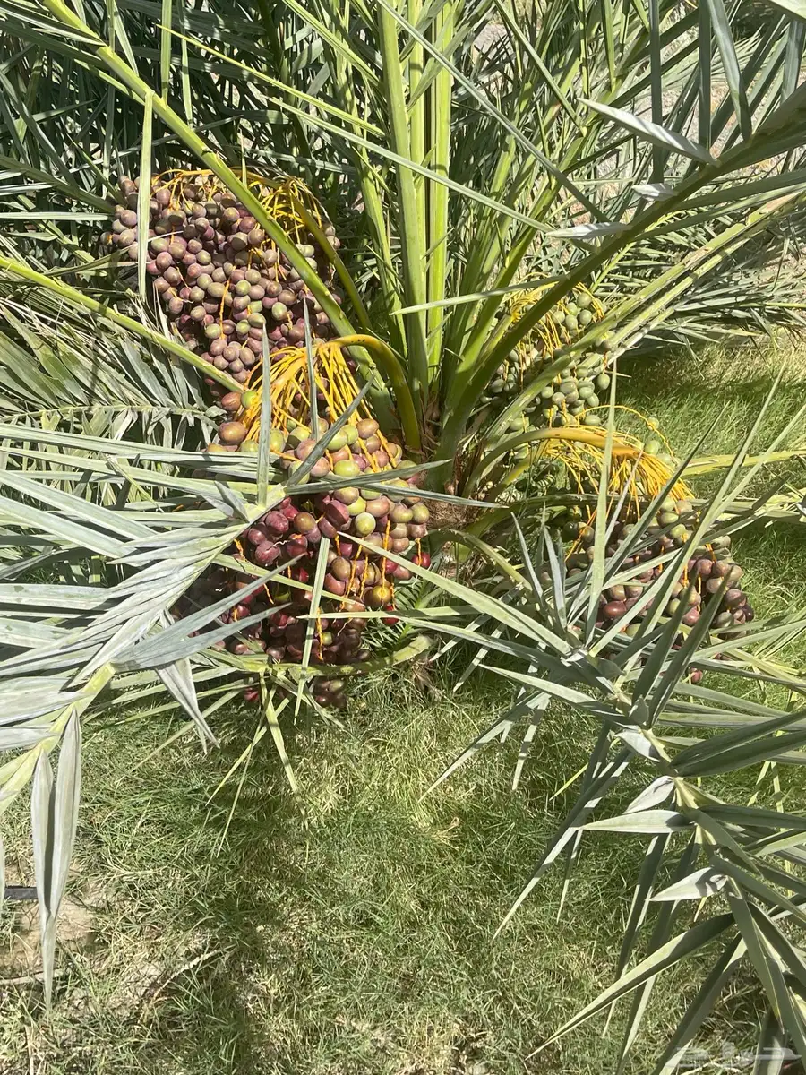 صيف عجوه 0