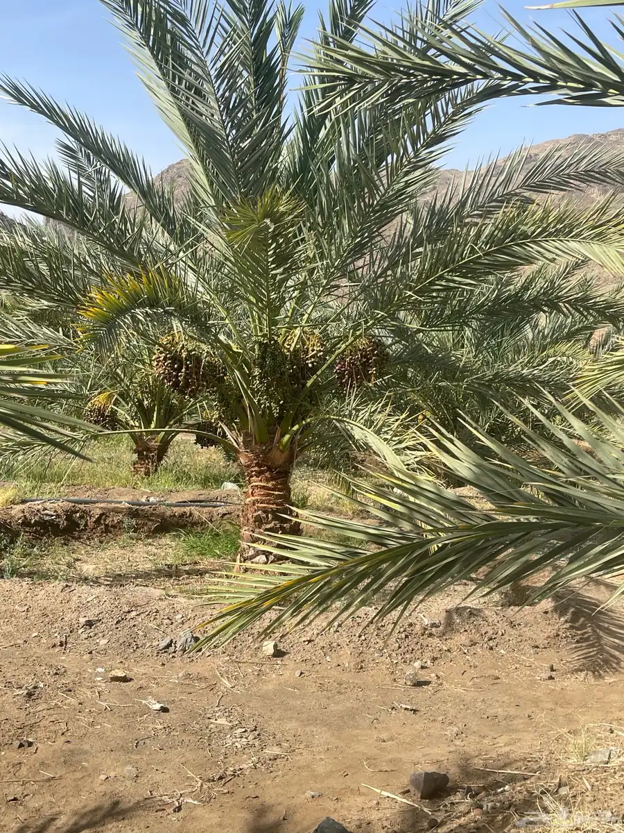 صيف عجوه 2