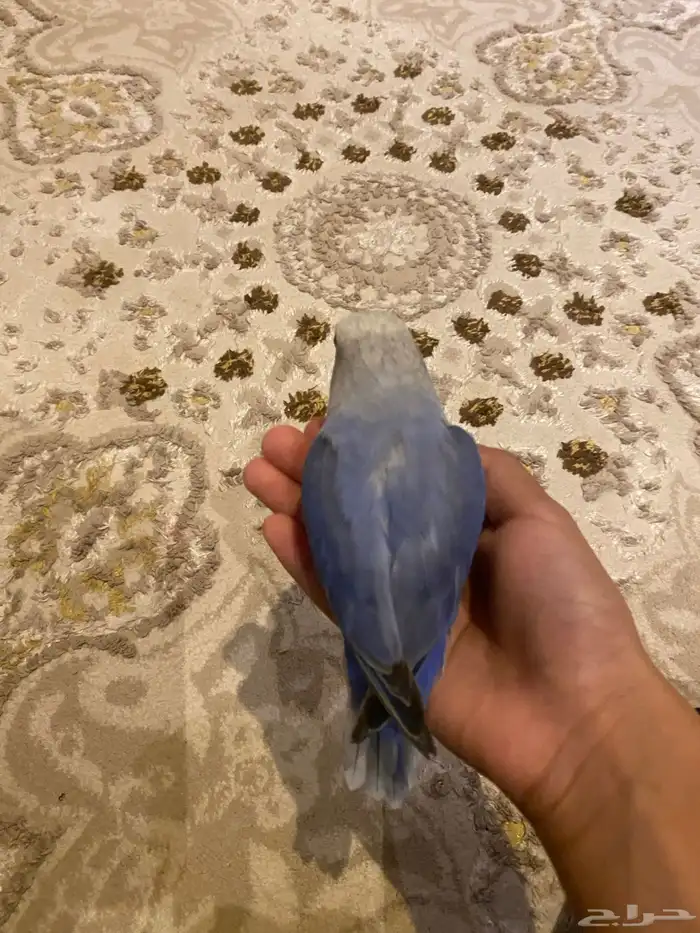 روز يرقص 1