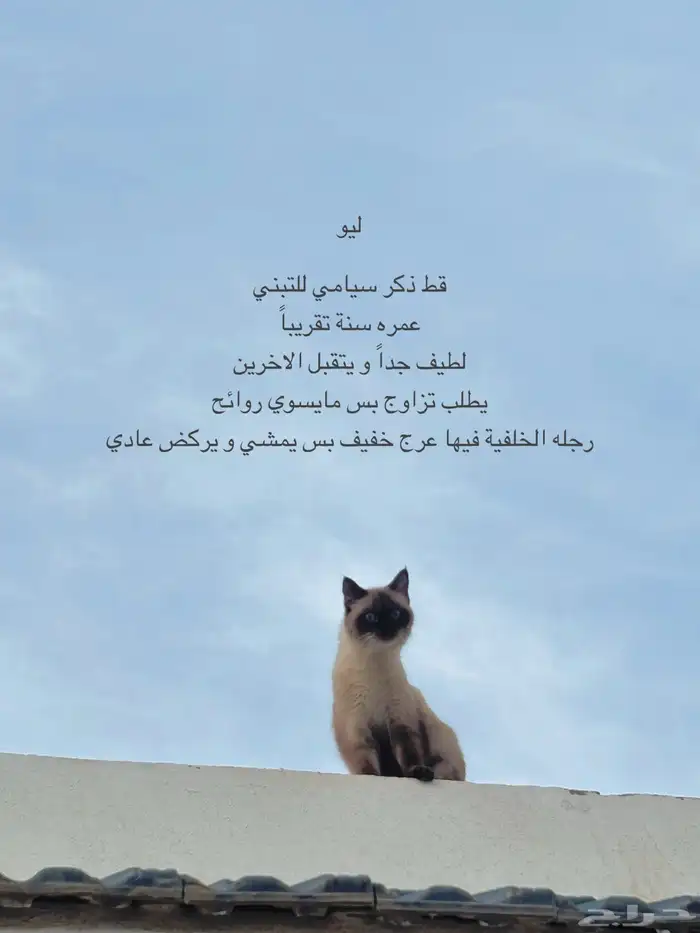 قط سيامي للتبني 0