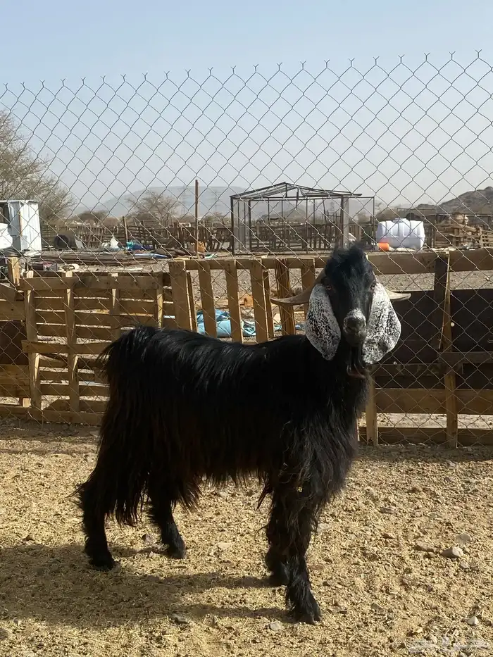 تيس مخصي ضحية(تم البيع) 2