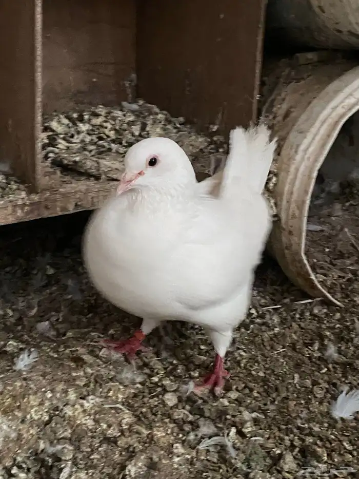 جوز حمام فرنسي معه إنتاجه 3