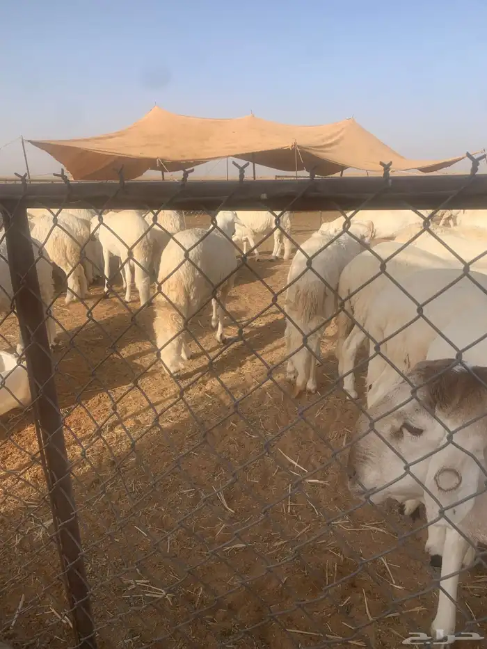 سواكن ضحايا بريه 6