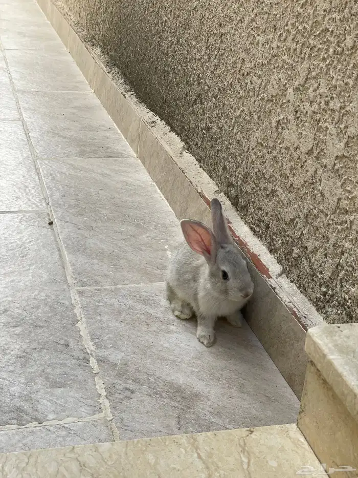 ارانب 3 شهور ذكر وانثى 2