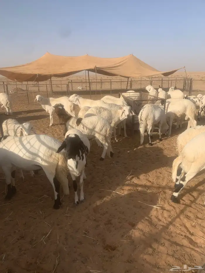 سواكن ضحايا بريه 1