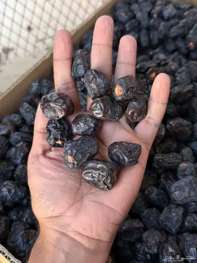 عجوا المدينه 2