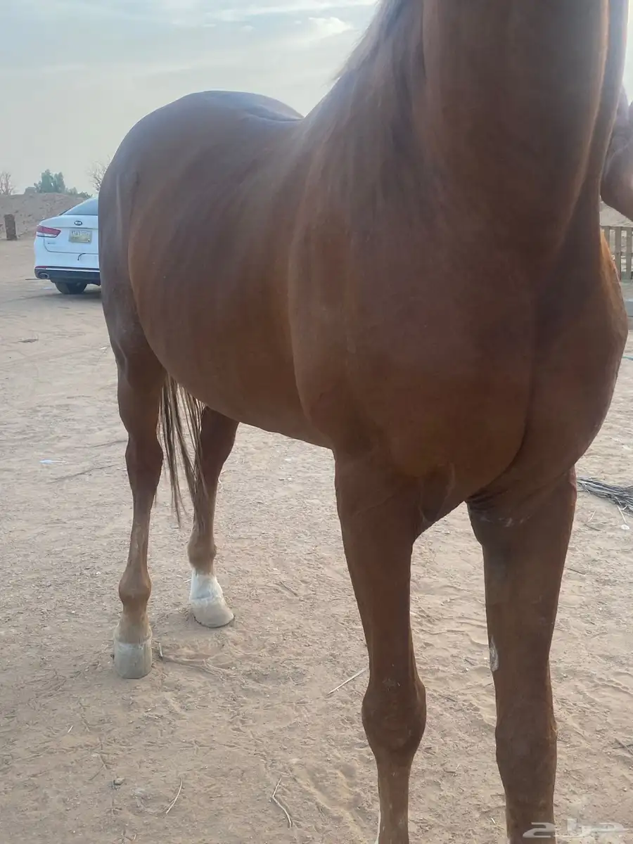 خيل شعبي كفو 5
