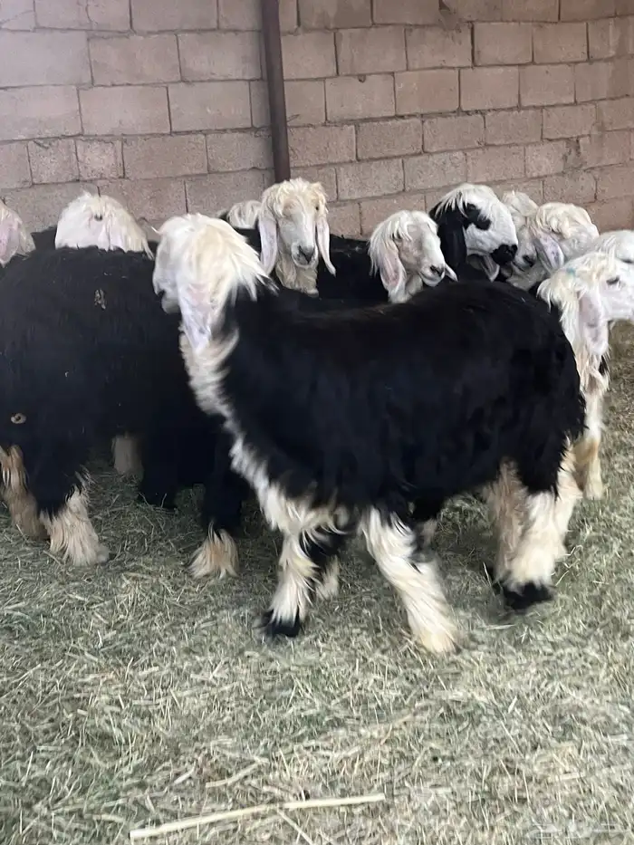 للبيع رخال جبره 1