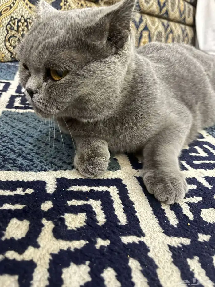 قطه سكوتش 0