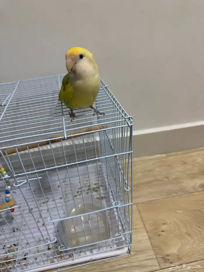 اليف ما يعض 4