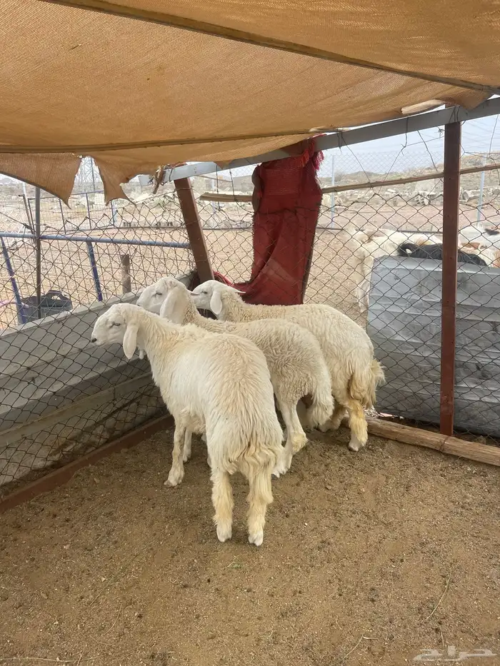 طليان ورخل اضاحي 3