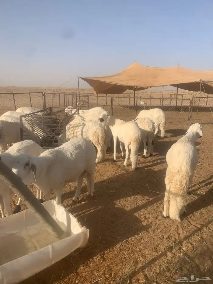 سواكن ضحايا بريه 4