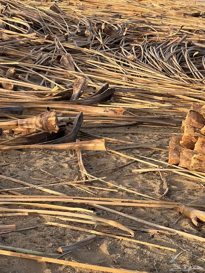 جريد نخل مجرود 0