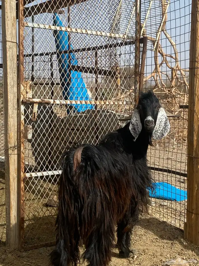 تيس مخصي ضحية(تم البيع) 0