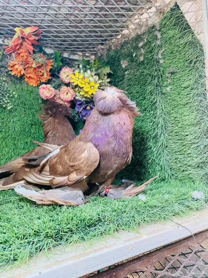 للبيع مجموعة بخارات 4