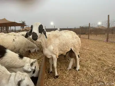 مزرعة أبو مشعل للأغنام اضاحي للبيع 1
