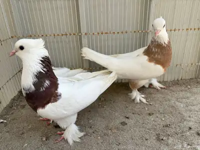 ايراني مطوق بانتاجه 0
