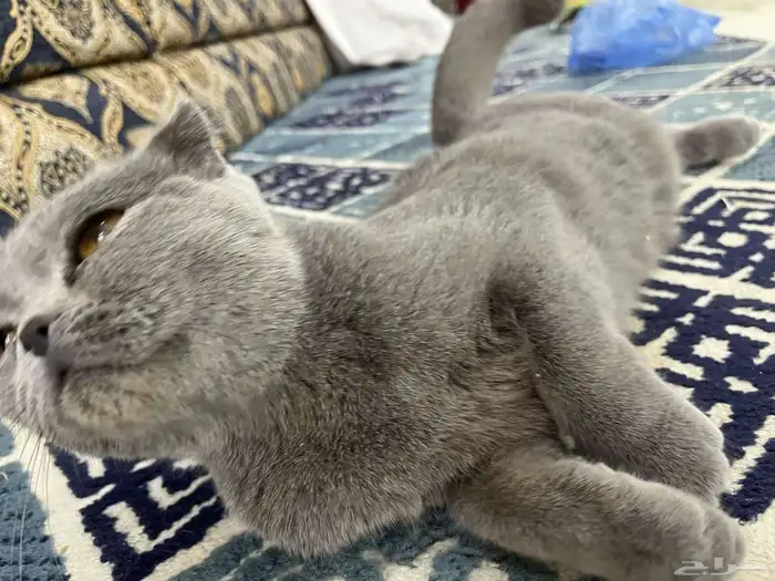 قطه سكوتش 7