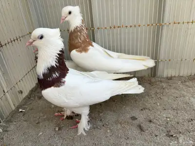 ايراني مطوق بانتاجه 5