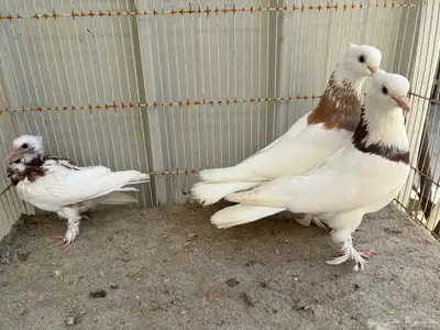 ايراني مطوق بانتاجه 3