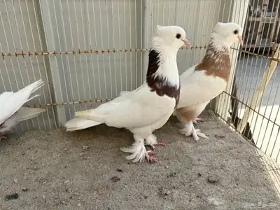 ايراني مطوق بانتاجه 1