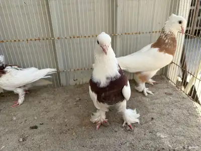 ايراني مطوق بانتاجه 2
