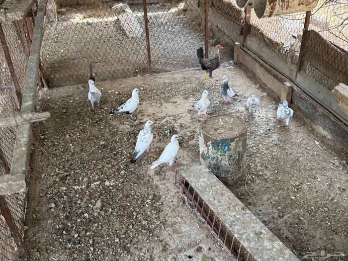 حمام زاجل 2