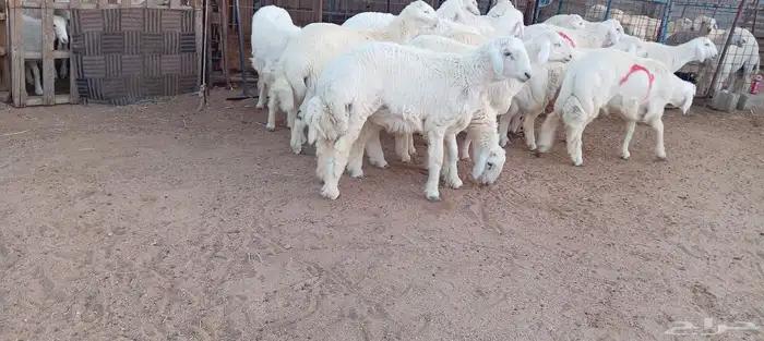 ضحايا حري وساكن بريه جميع الاحجام 3