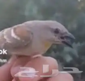 اجوز زيبرا 0