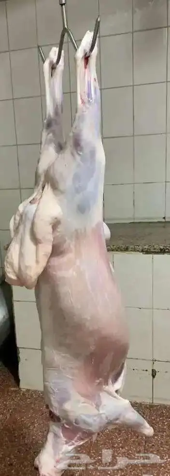 الزهراني للحنيذ الجنوبي 4