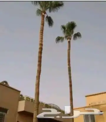 صيانة النخل الواشنطن والعربي 0