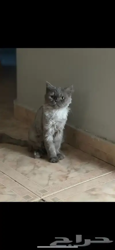 قطط 0