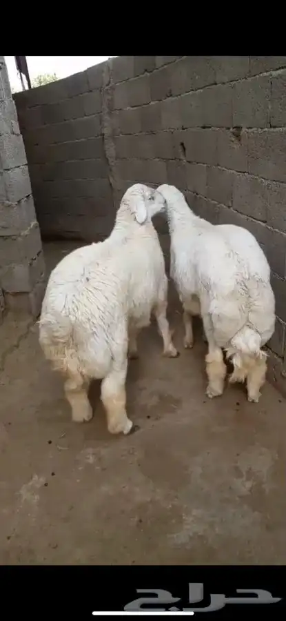 اضاحي(تم البيع) 0