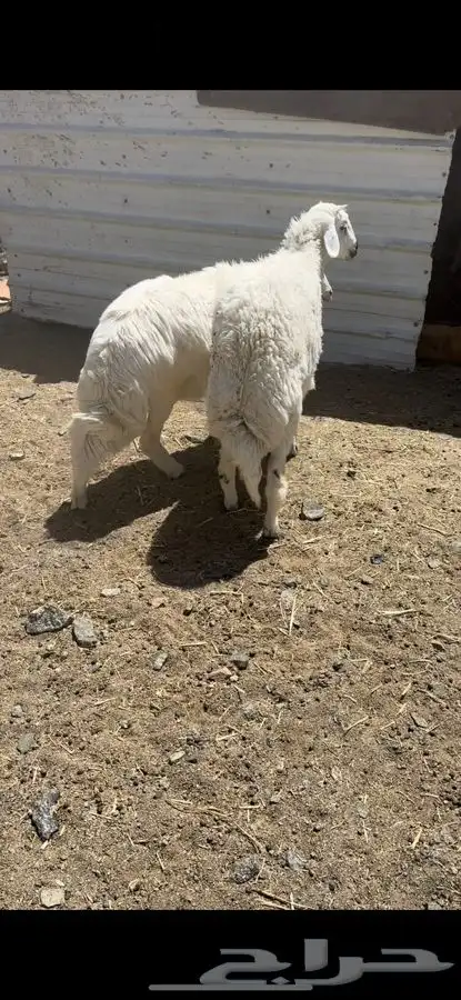 خرفان جبره 0