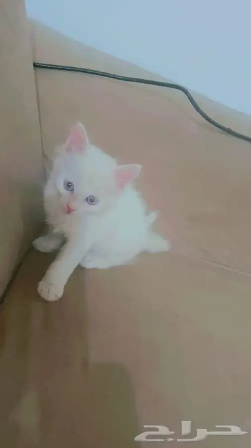 قطة كيتن بيضاء اليفة للتبني 0