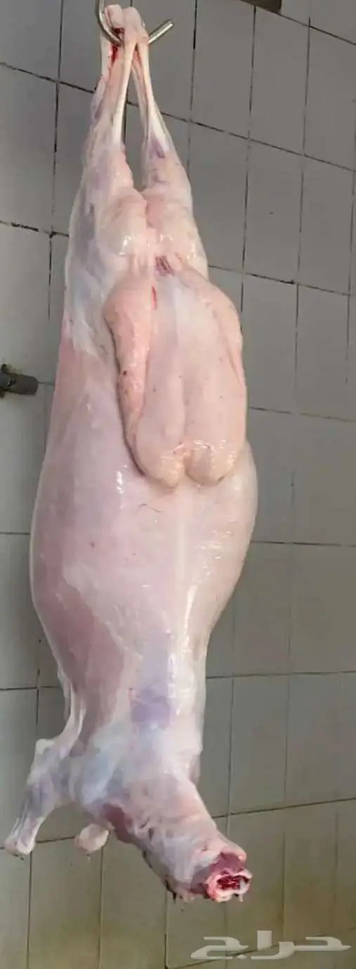 الزهراني للحنيذ الجنوبي 2