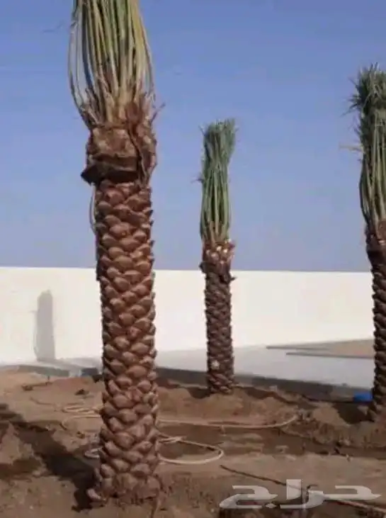 صيانة النخل الواشنطن والعربي 1