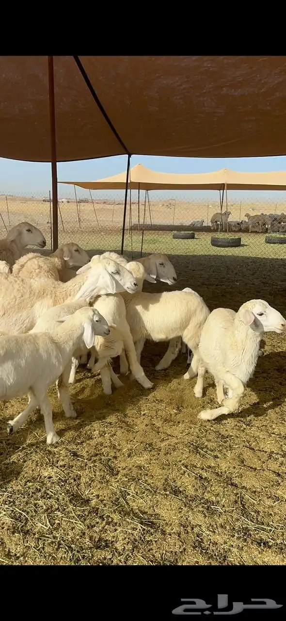 غنم حرية خلفات صنف حرش اغلب بهمها ذبايح العدد 57 تحتها 57 1