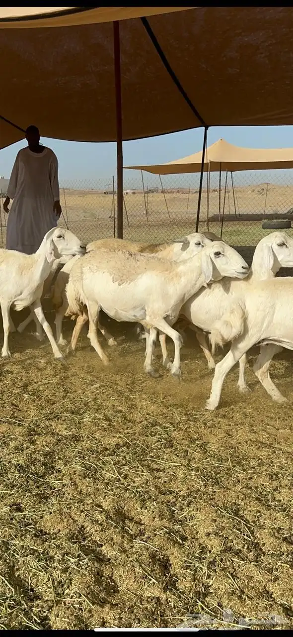 غنم حرية خلفات صنف حرش اغلب بهمها ذبايح العدد 57 تحتها 57 4