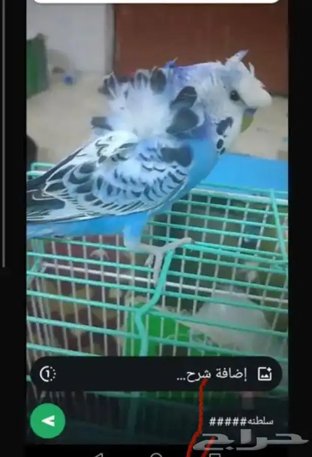 طير حب بادجي اليف هدد متكلم هوقو 0