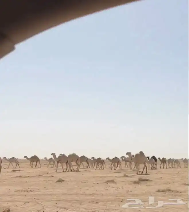 مطلوب ابل وضح 0