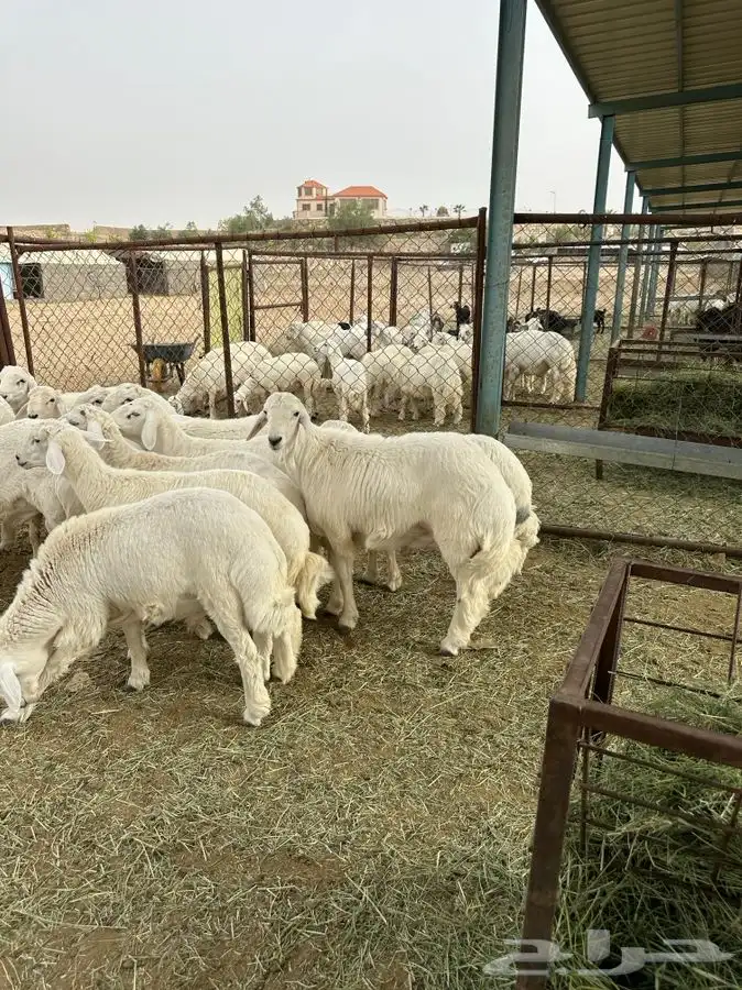 ذبائح كفو خرفان بلدي غنم شهران 2
