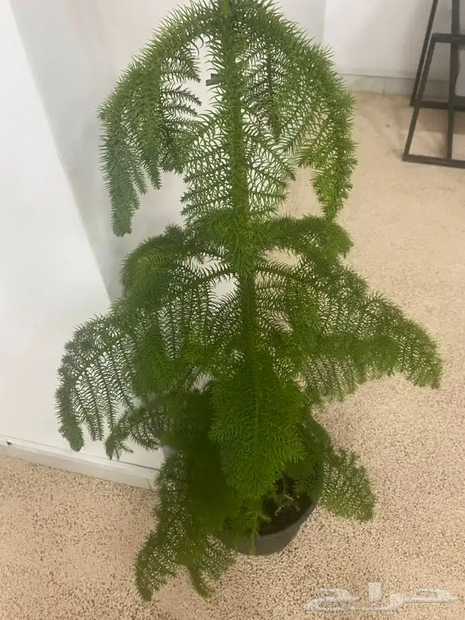 اشجار داخليه شجر طبيعي 4