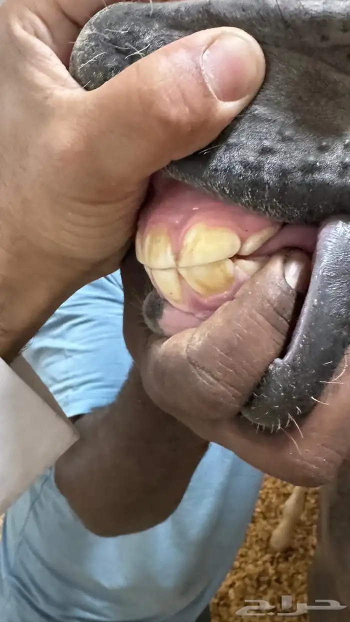 مهره مكس جمال فاخره كوالتي عالي 5